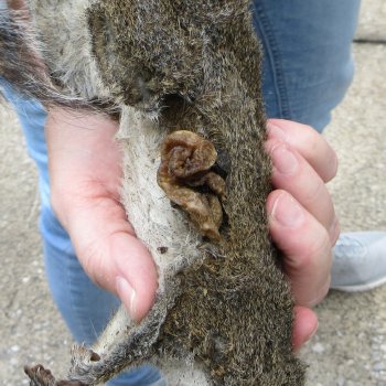 Preserved Full-Body Squirrel 