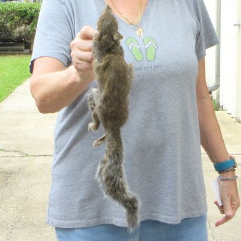  Preserved Full-Body Squirrel 