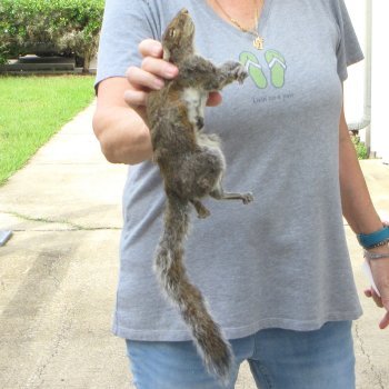  Preserved Full-Body Squirrel 