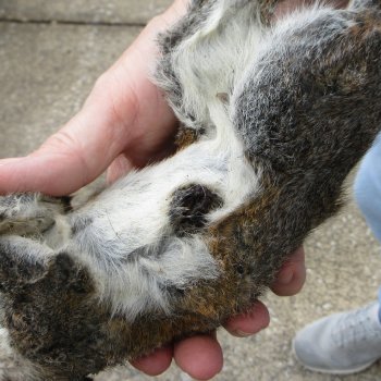  Preserved Full-Body Squirrel 