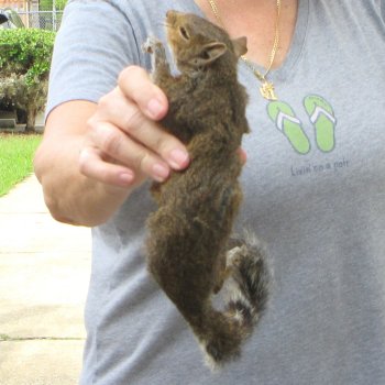  Preserved Full-Body Squirrel 