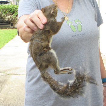  Preserved Full-Body Squirrel 
