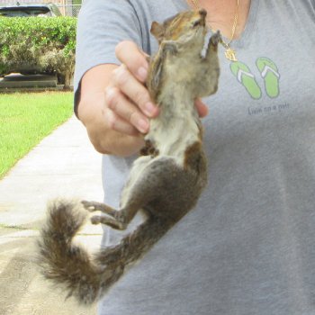  Preserved Full-Body Squirrel 