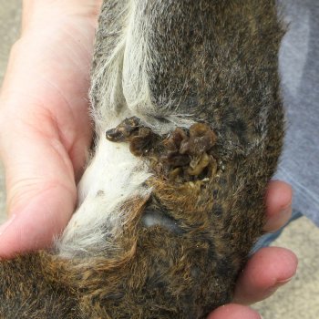  Preserved Full-Body Squirrel 