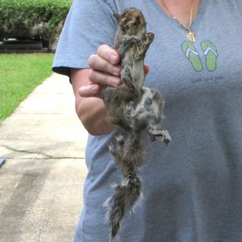  Preserved Full-Body Squirrel 