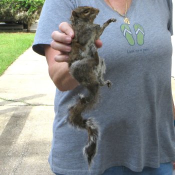  Preserved Full-Body Squirrel 