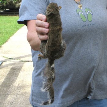  Preserved Full-Body Squirrel 