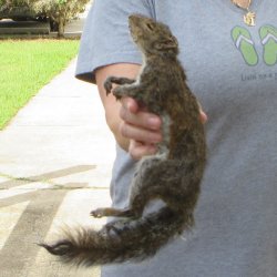  Preserved Full-Body Squirrel 