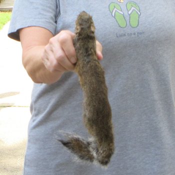  Preserved Full-Body Squirrel 