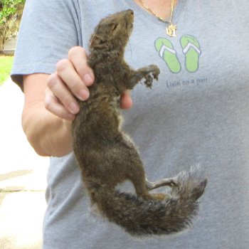  Preserved Full-Body Squirrel 