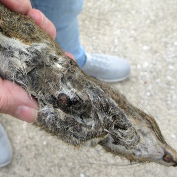  Preserved Full-Body Squirrel 