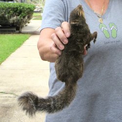  Preserved Full-Body Squirrel 
