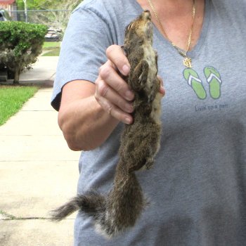  Preserved Full-Body Squirrel 