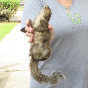  Preserved Full-Body Squirrel 