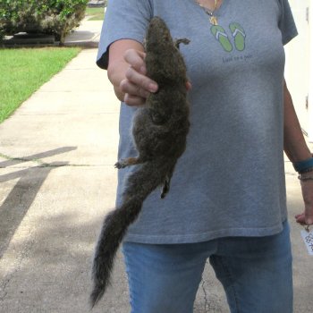 Preserved Full-Body Squirrel 