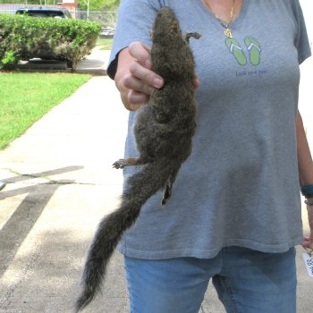  Preserved Full-Body Squirrel 