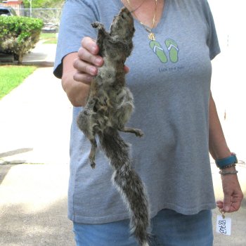  Preserved Full-Body Squirrel 