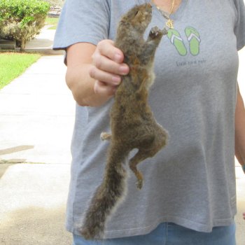  Preserved Full-Body Squirrel 