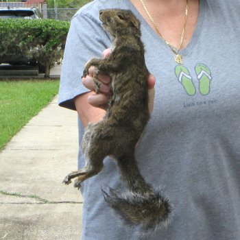  Preserved Full-Body Squirrel 