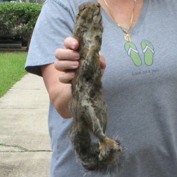  Preserved Full-Body Squirrel 