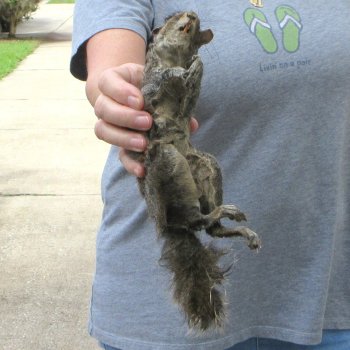 Preserved Full-Body Squirrel 