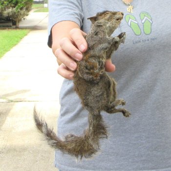  Preserved Full-Body Squirrel 
