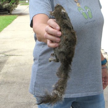  Preserved Full-Body Squirrel 