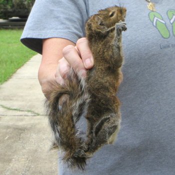  Preserved Full-Body Squirrel 