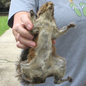  Preserved Full-Body Squirrel 