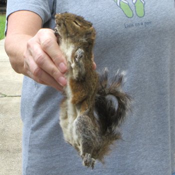 Preserved Full-Body Squirrel 