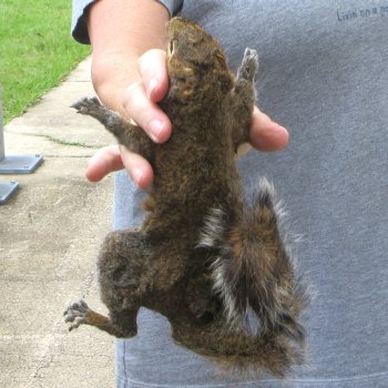  Preserved Full-Body Squirrel 