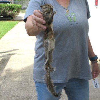  Preserved Full-Body Squirrel 