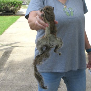  Preserved Full-Body Squirrel 