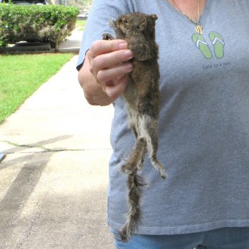  Preserved Full-Body Squirrel 
