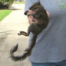  Preserved Full-Body Squirrel 