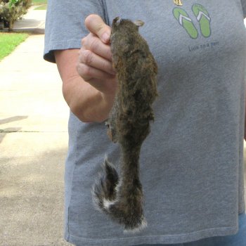  Preserved Full-Body Squirrel 