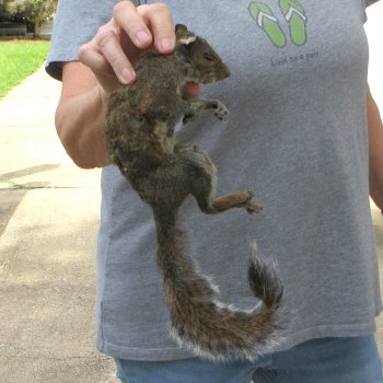  Preserved Full-Body Squirrel 
