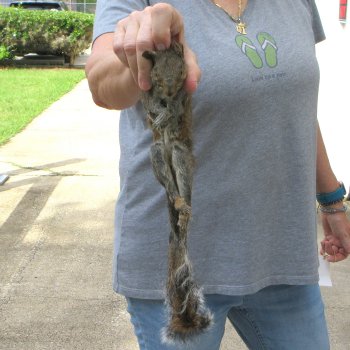  Preserved Full-Body Squirrel 
