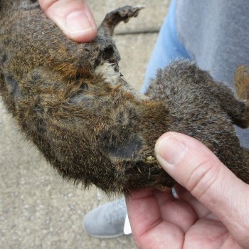  Preserved Full-Body Squirrel 