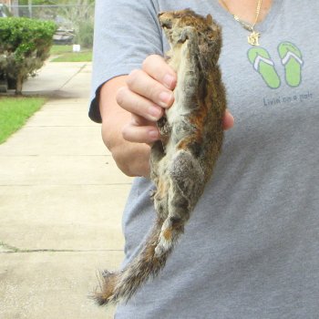  Preserved Full-Body Squirrel 
