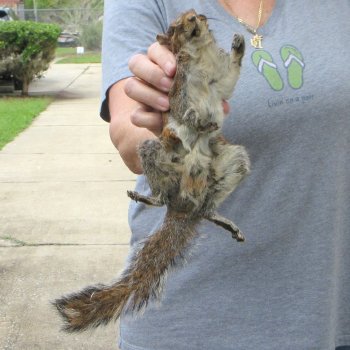  Preserved Full-Body Squirrel 