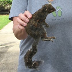  Preserved Full-Body Squirrel 