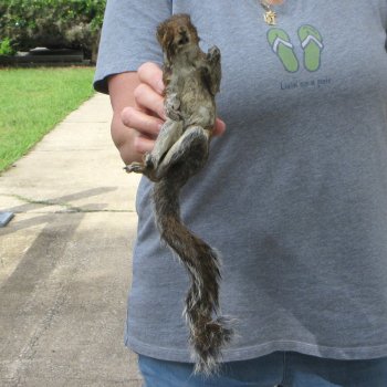 Preserved Full-Body Squirrel 