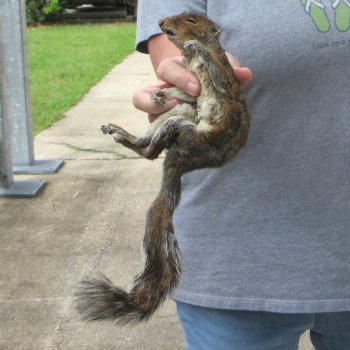  Preserved Full-Body Squirrel 