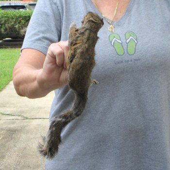  Preserved Full-Body Squirrel 