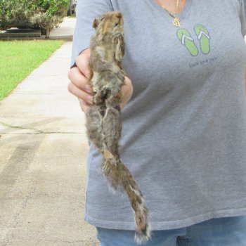 Preserved Full-Body Squirrel 