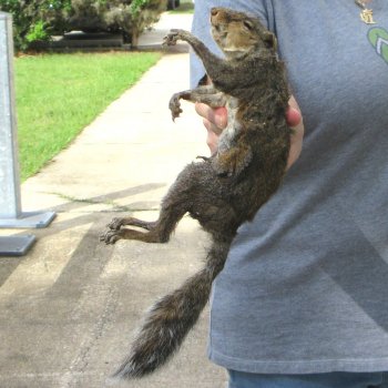  Preserved Full-Body Squirrel 