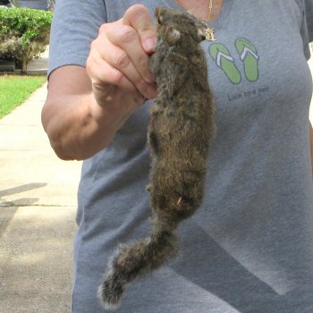  Preserved Full-Body Squirrel 