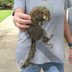  Preserved Full-Body Squirrel 