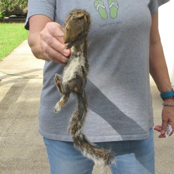 Preserved Full-Body Squirrel 